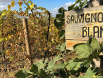 Sauvignon Blancs For Under $15!